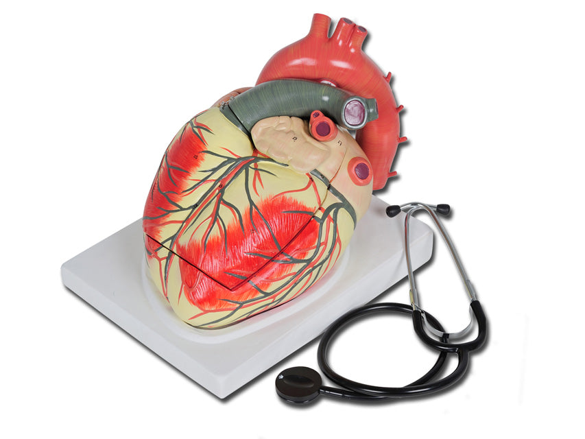 Modello cuore linea "value" - 3 parti - 3x - 1 pz.