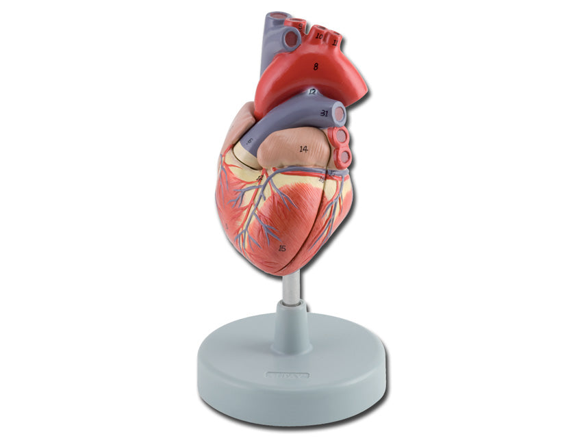 Modello cuore - 2 parti - 1x - 1 pz.