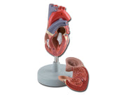 Modello cuore - 2 parti - 1x - 1 pz.