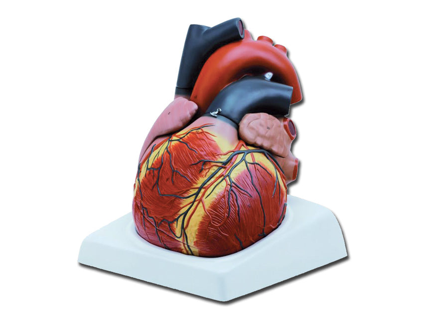Modello cuore - 4 parti - 3x - 1 pz.