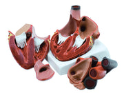 Modello cuore - 4 parti - 3x - 1 pz.
