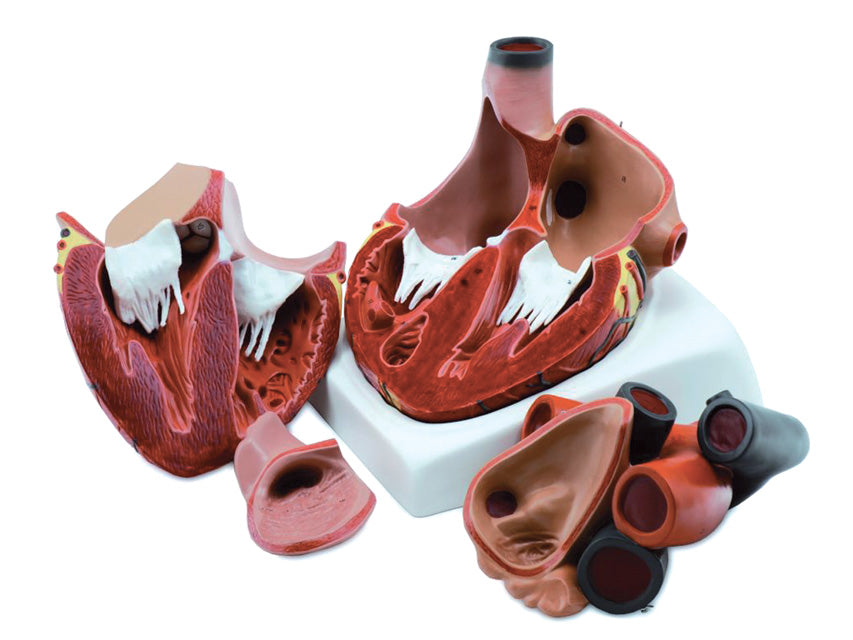Modello cuore - 4 parti - 3x - 1 pz.