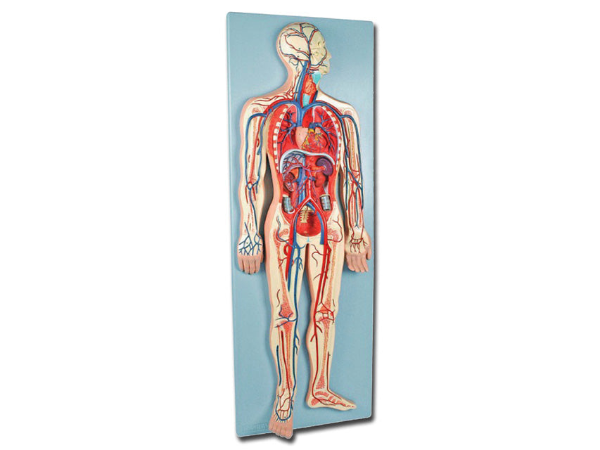 Modello sistema cardiovascolare - 1 pz.