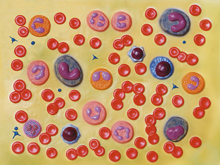 Modello cellule del sangue - 2.000x - 1 pz.