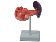 Modello pancreas - 1x - 1 pz.