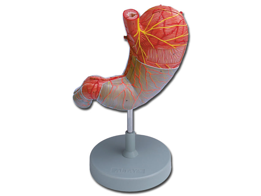 Modello stomaco - 2 parti - 1,5x - 1 pz.