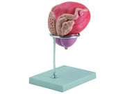 Modello vescica + prostata - 2 parti - 3x - 1 pz.