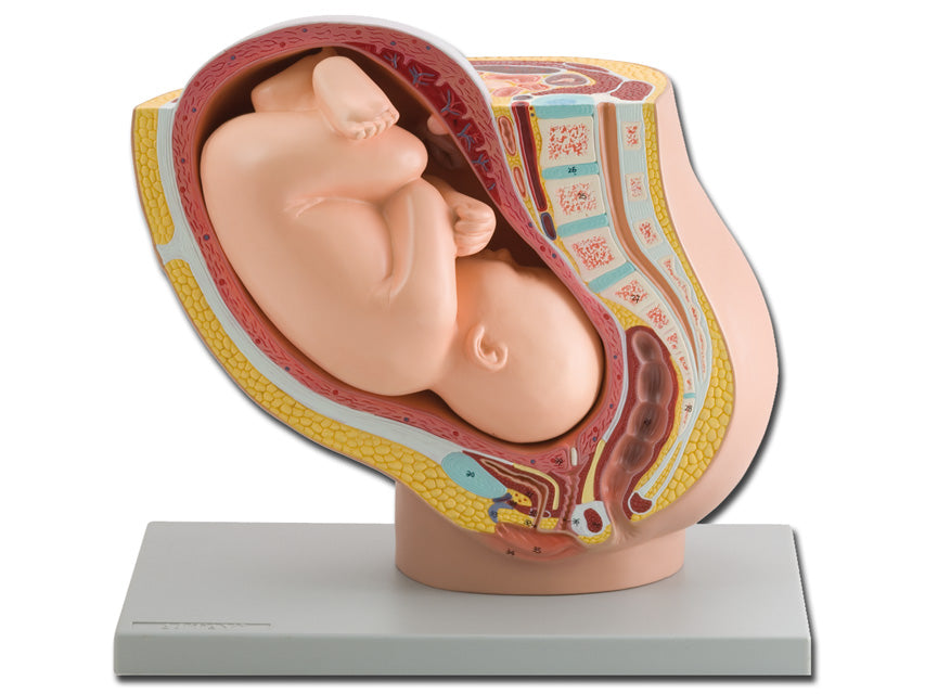 Modello pelvico + feto - 1x - 1 pz.