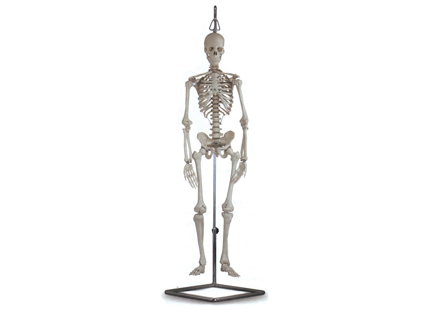 Mini scheletro - 80 cm