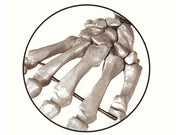 MODELLO SCHELETRO UMANO