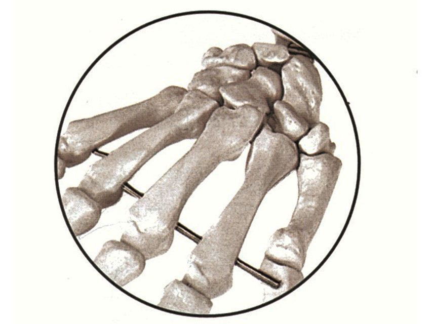 MODELLO SCHELETRO UMANO
