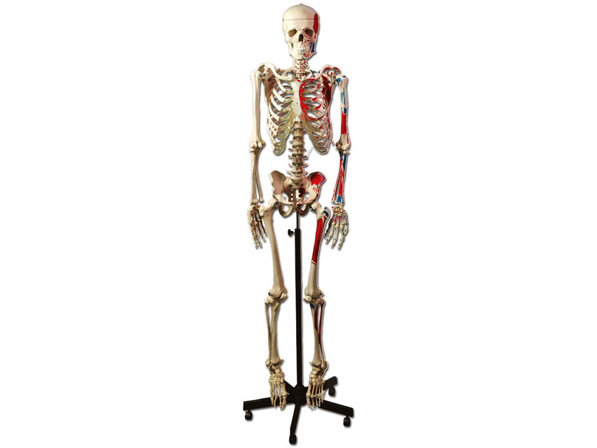 Modello scheletro muscolare - 1 pz.