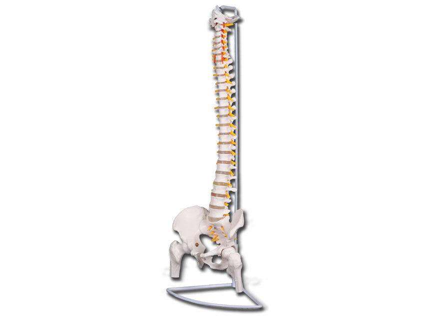 Mod. Colonna vertebrale con femori linea "value" - 1 pz.