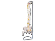 Mod. Colonna vertebrale con femori linea "value" - 1 pz.
