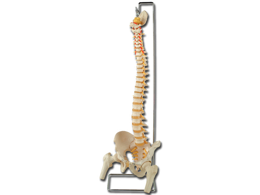 Mod. Colonna vertebrale con femori - 1 pz.