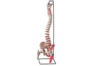 Mod. Colonna vertebrale con femori + muscolatura - 1 pz.
