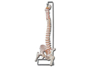 Mod. Colonna vertebrale con femori + osso sacro - 1 pz.
