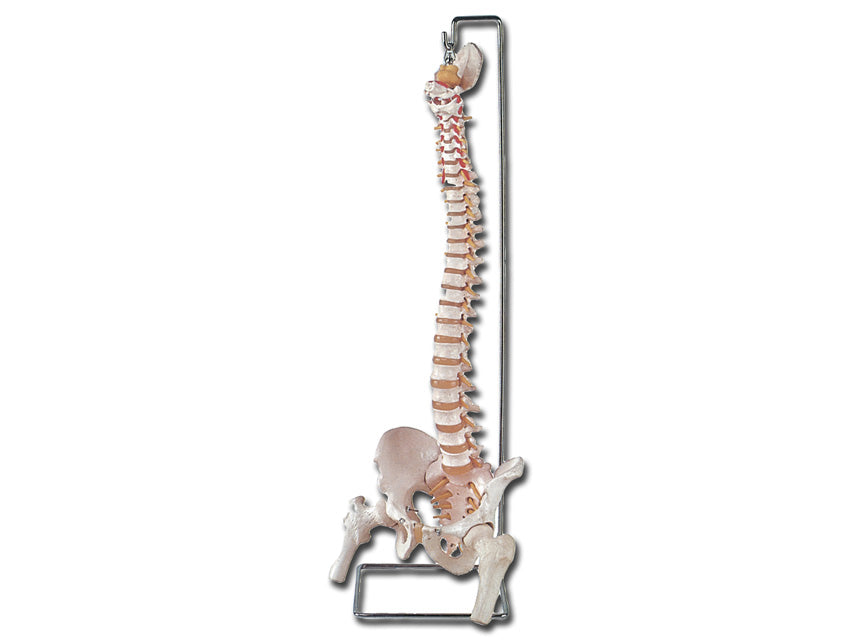 Mod. Colonna vertebrale con femori + osso sacro - 1 pz.