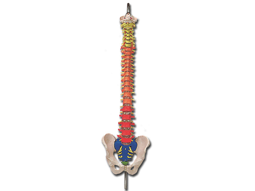 Mod. Colonna vertebrale con codice colori - 1 pz.