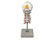 Cervical spine model - 1 pc.