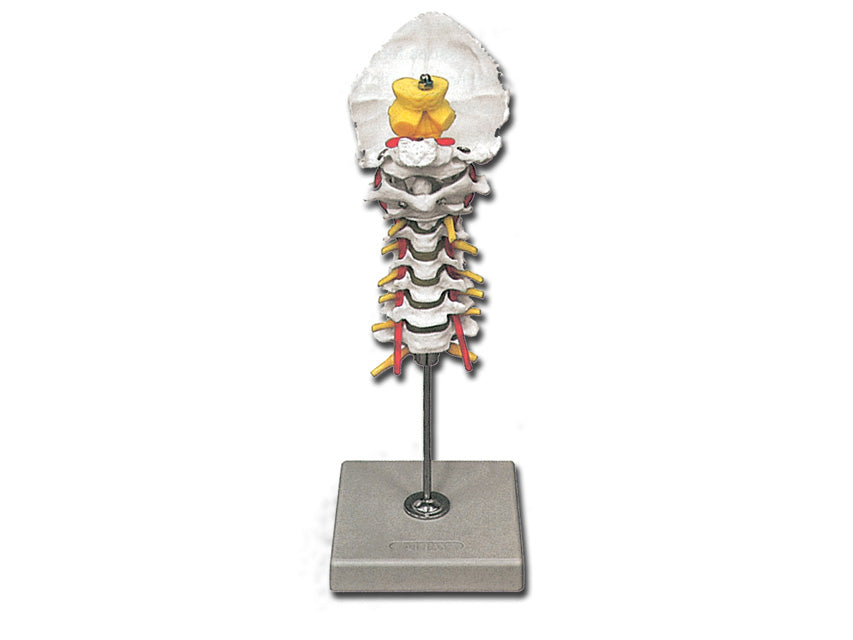 Modello colonna cervicale - 1 pz.