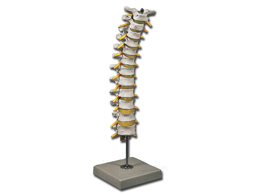 Modello colonna toracica - 1 pz.
