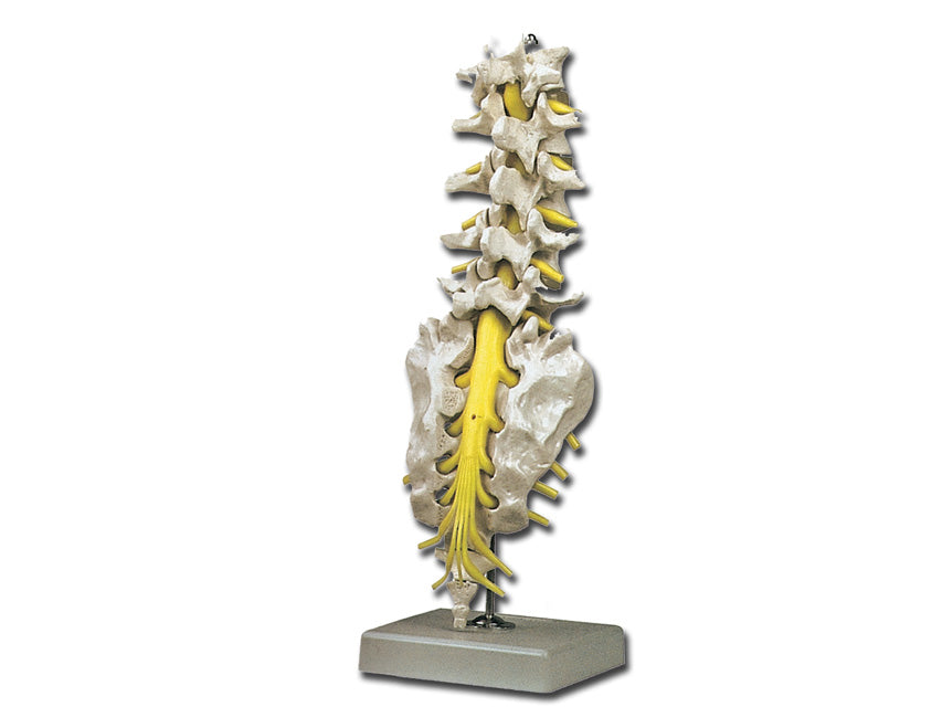 Modello colonna lombare - 1 pz.