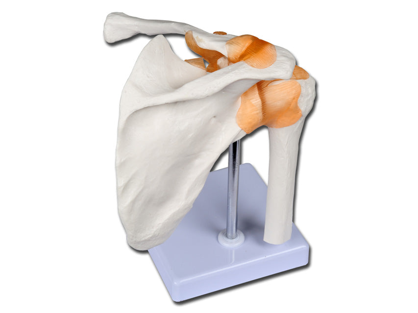 Modello clavicola linea "value" - 1 pz.