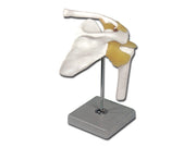 Modello clavicola - 1 pz.