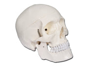 Modello cranio linea "value" - 1x - 1 pz.