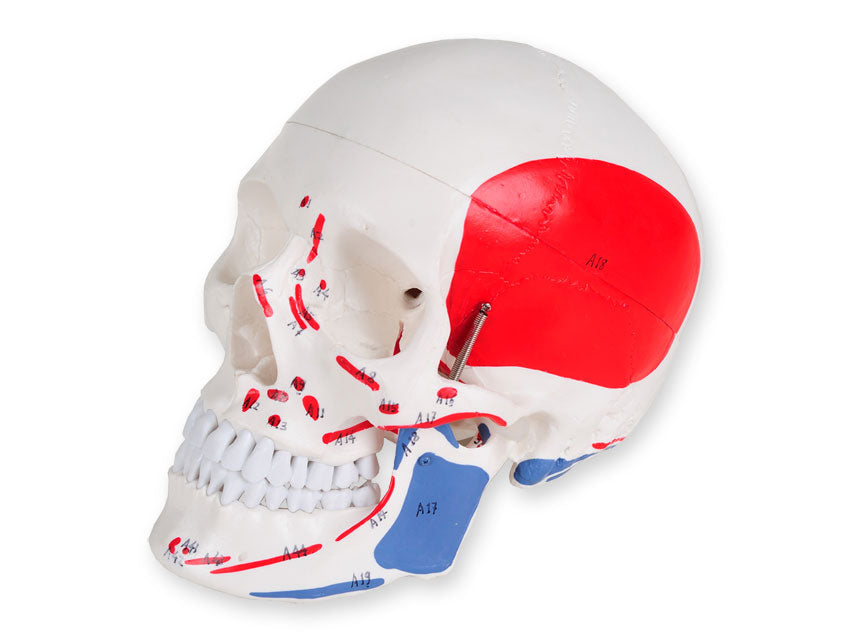 Modello cranio linea "value" - 1x numerato - 1 pz.