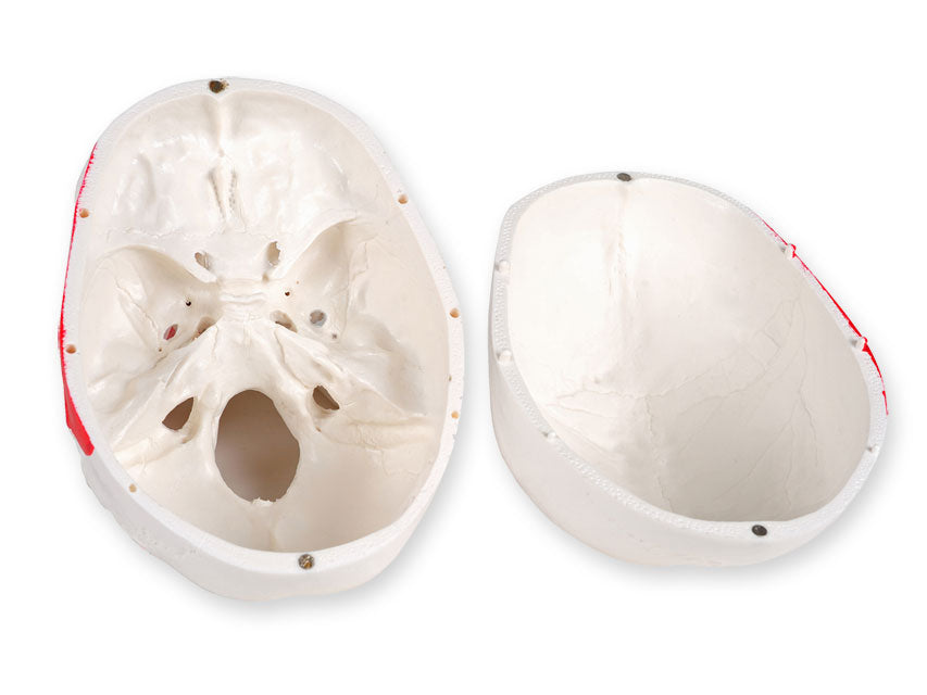 Modello cranio linea "value" - 1x numerato - 1 pz.