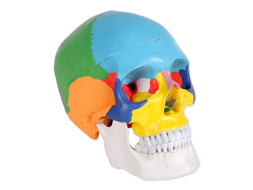 Modello cranio colorato linea "value"- 3 parti - 1x - 1 pz.
