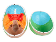Modello cranio colorato linea "value"- 3 parti - 1x - 1 pz.