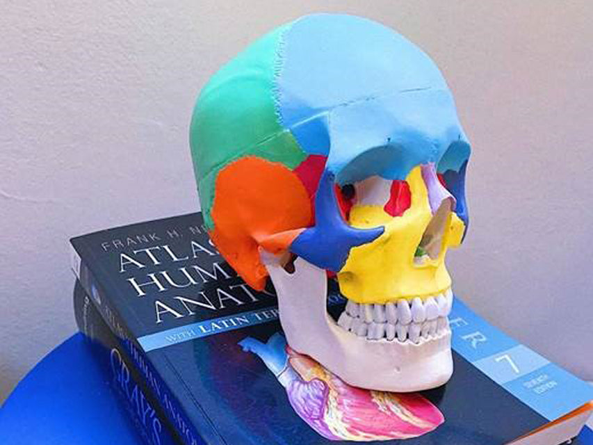 Modello cranio colorato linea "value"- 3 parti - 1x - 1 pz.