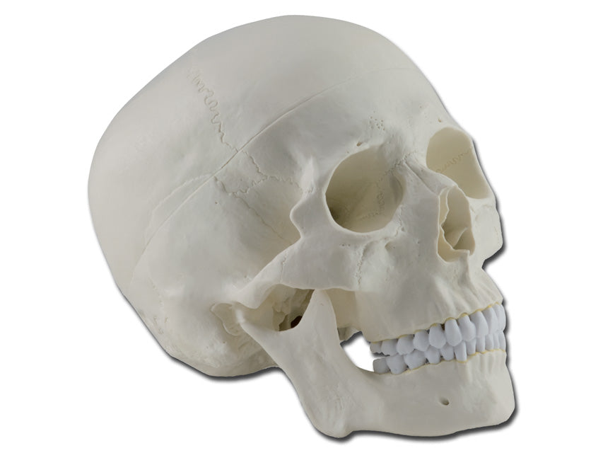Modello cranio - 3 parti - 1x - 1 pz.
