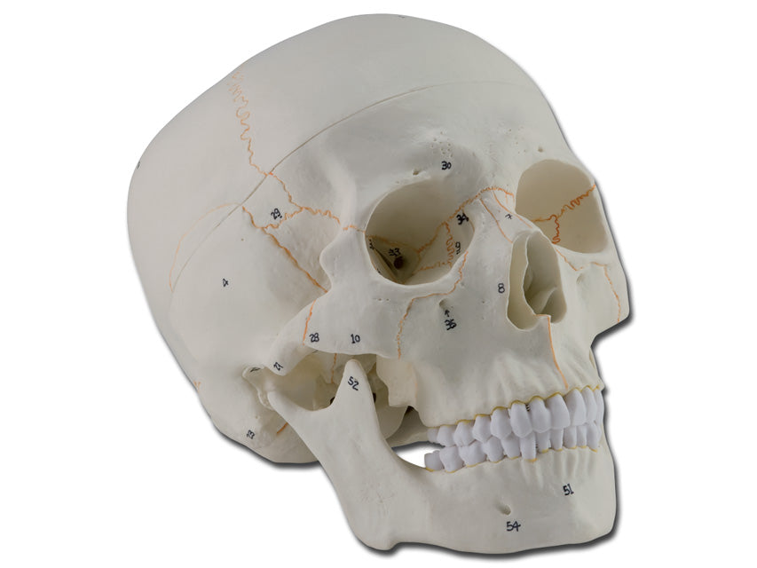 Modello cranio numerato - 3 parti - 1x - 1 pz.