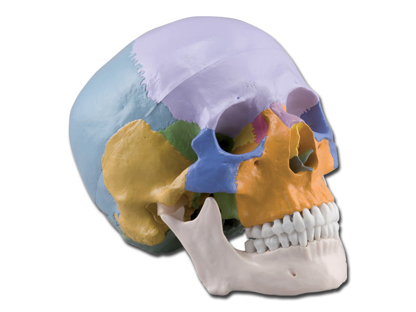 Modello cranio colorato - 3 parti - 1x - 1 pz.