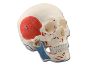 Modello cranio muscolare - 3 parti - 1x - 1 pz.
