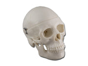 Modello mini cranio - 0,5x - 1 pz.