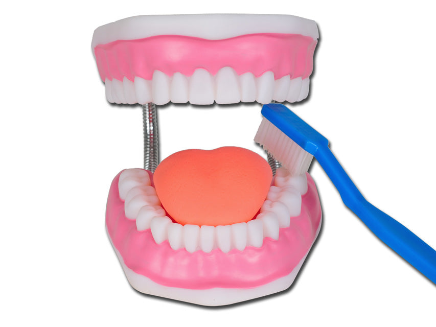 Modello igiene dentale linea "value" - 1 pz.