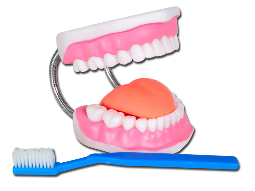 Modello igiene dentale linea "value" - 1 pz.