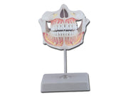 Permanent Dentition - 1 pc.