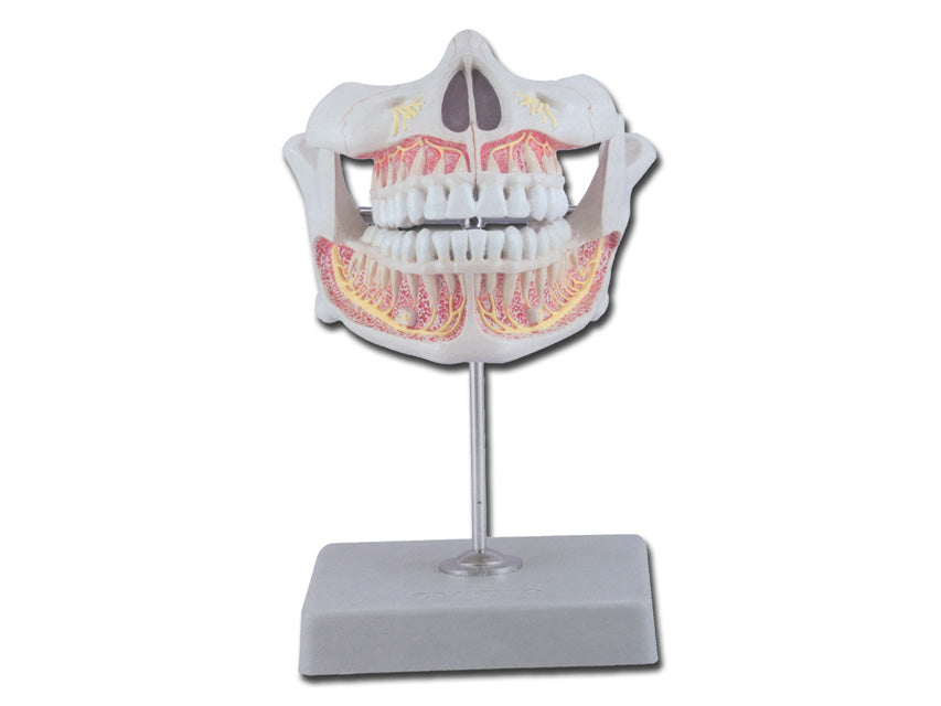 Dentatura permanente - 1 pz.
