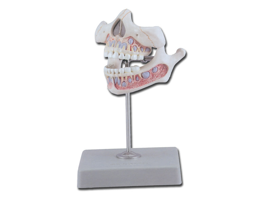 Dentatura giovanile - 1 pz.