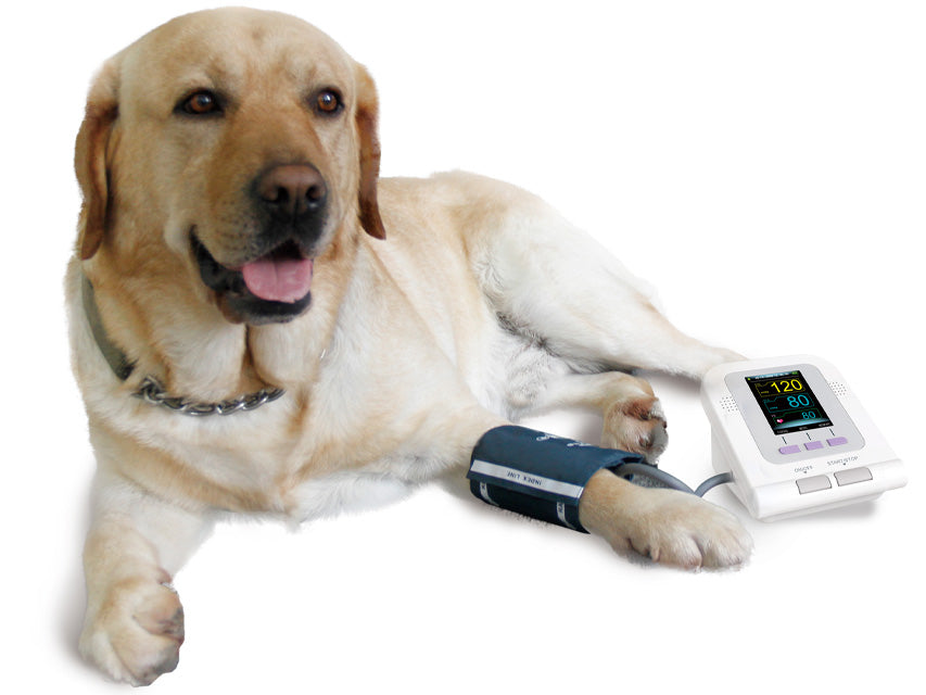 Sfigmomanometro veterinario - Misuratore di pressione per animali