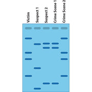 Kit per l'impronta digitale del DNA fingerprinting 1 KIT