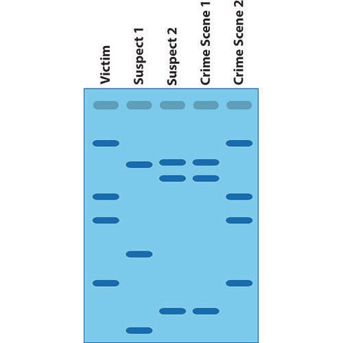 Kit für DNA-Fingerprinting 1 KIT