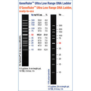 GeneRuler DNA ladder
Thermo Scientific 100 bp DNA Ladder