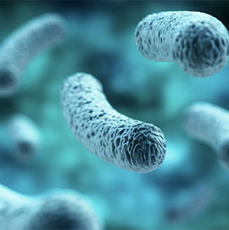 Terreno selettivo per la ricerca ed il conteggio di Legionella spp nell'acqua Legionella MWY Agar
 - 20 piastre